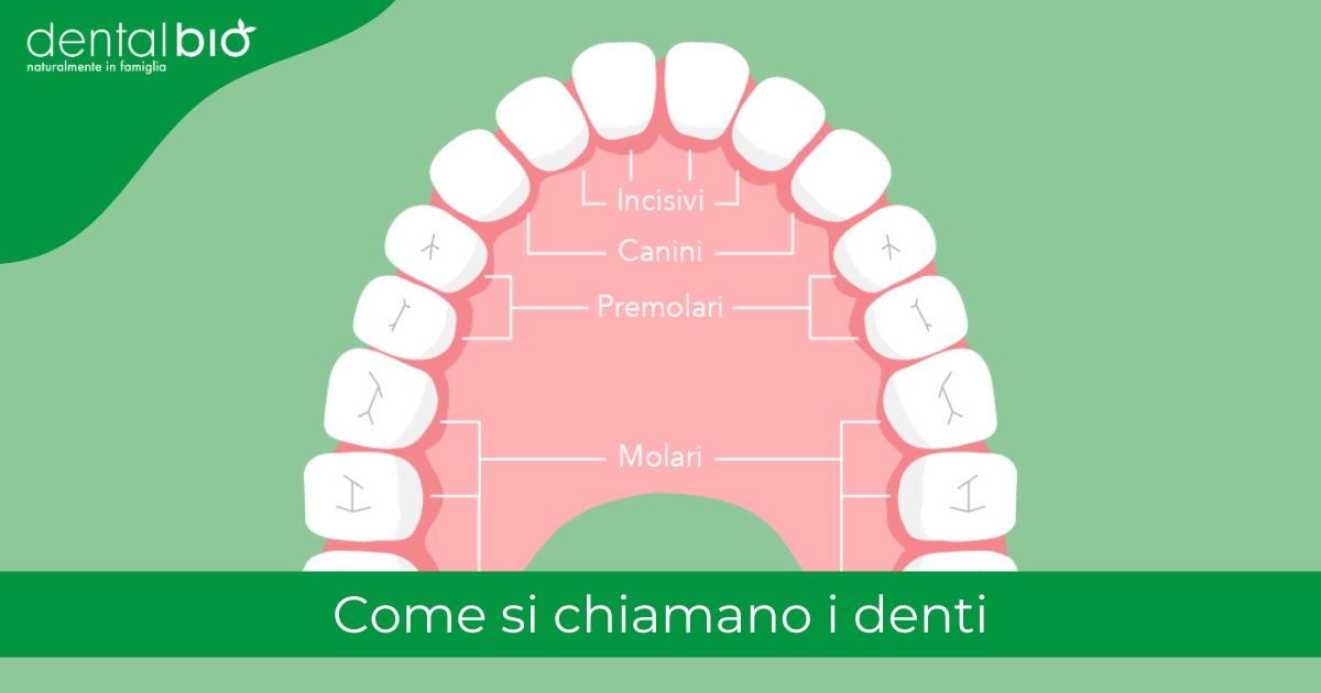 I de fleste tilfælde Blank pelleten Come si chiamano i denti - DentalBio